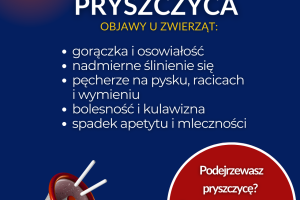 Objawy pryszczycyPryszczyca objawy u zwierząt