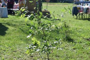 Piknik Ekologiczny w Specjalnym Ośrodku Szkolno-Wychowawczym we Wroniu