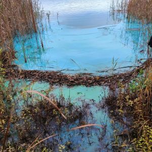 e08580b0-6ea3-4297-911b-a800e25b3bf6 (1) jez.wieldzadz sinice