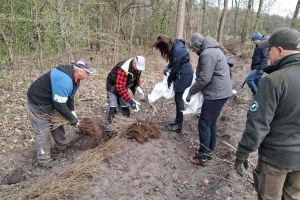 Społeczna akcja sadzenia lasu w Ryńsku, na terenie Leśnictwa Wronie