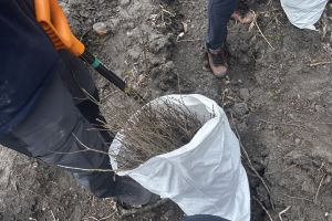 Społeczna akcja sadzenia lasu w Ryńsku, na terenie Leśnictwa Wronie