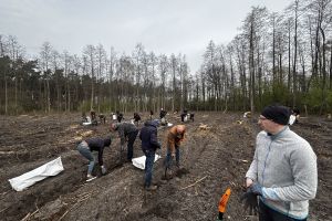 Społeczna akcja sadzenia lasu w Ryńsku, na terenie Leśnictwa Wronie
