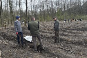 Społeczna akcja sadzenia lasu w Ryńsku, na terenie Leśnictwa Wronie