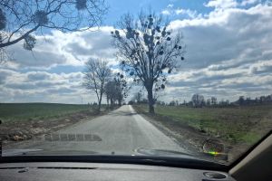 Przebudowa drogi powiatowa 1424C Rywałd - Dębowa Łąka