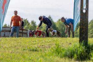 Krajowe Terenowe Wyścigi Chartów – zawody coursingowe w Ludowicach