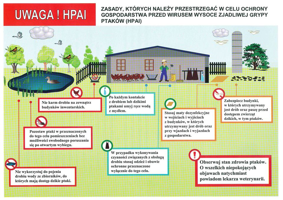 Ptasia grypa - informacja dla hodowców drobiu