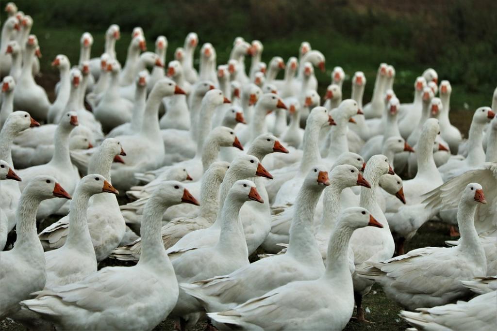 ROZPORZĄDZENIE Nr 18/2022 WOJEWODY KUJAWSKO-POMORSKIEGO z dnia 5 grudnia 2022 r. w sprawie zarządzenia środków podejmowanych w związku z ryzykiem wystąpienia wysoce zjadliwej grypy ptaków