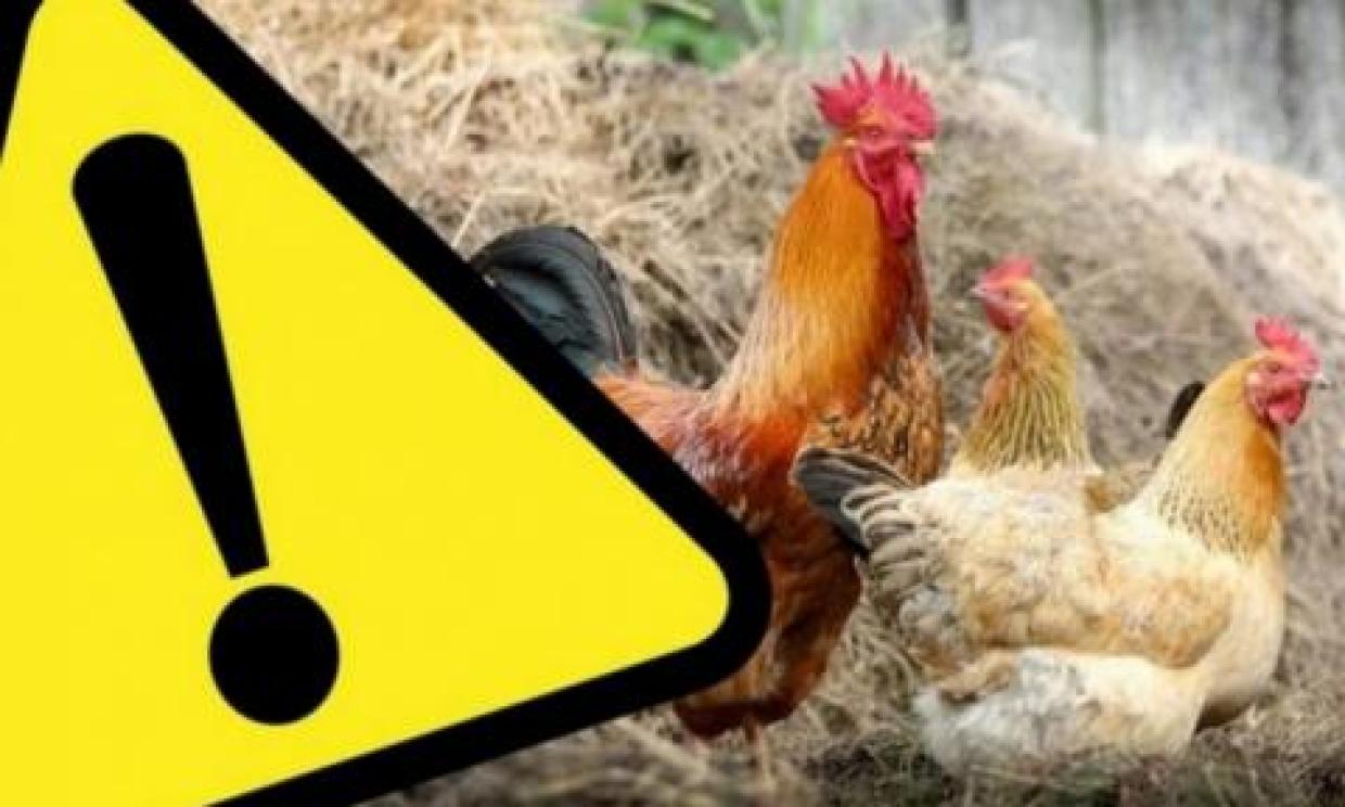 Decyzją Wojewody Blizno, Blizienko i Szczuplinki włączono w obszar zagrożony wystąpieniem ptasiej grypy!