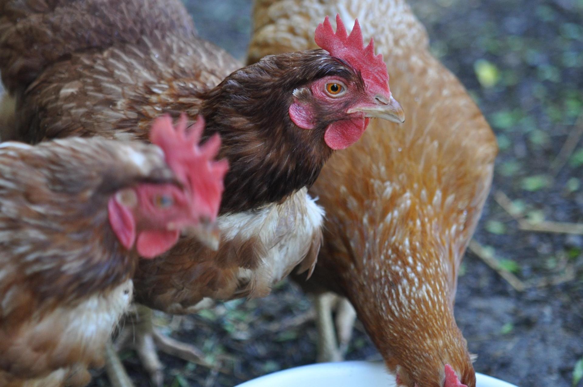 Ryzyko wystąpienia zjadliwej grypy ptaków i rzekomego pomoru drobiu na terenie województwa kujawsko-pomorskiego