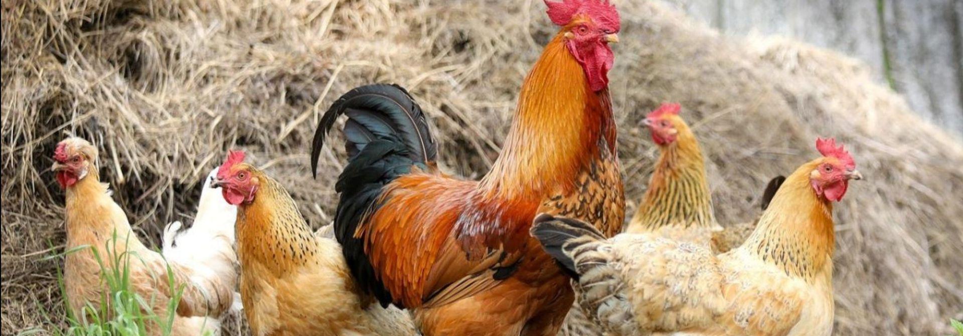 Rozporządzenie Nr 22/2026 Wojewody Kujawsko-Pomorskiego z dnia 29 kwietnia 2026 r. w sprawie zwalczania wysoce zjadliwej grypy ptaków (HPAI) na terenie powiatów golubsko-dobrzyńskiego, wąbrzeskiego i toruńskiego